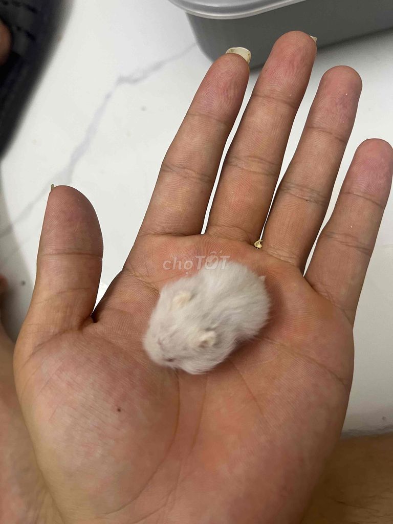 Chuột Hamster trắng khỏe mạnh hiền lành. Mua bán Thú cưng khác tại Huyện Thanh Trì Hà Nội được đăng bởi Tên chưa cung cấp hình 1