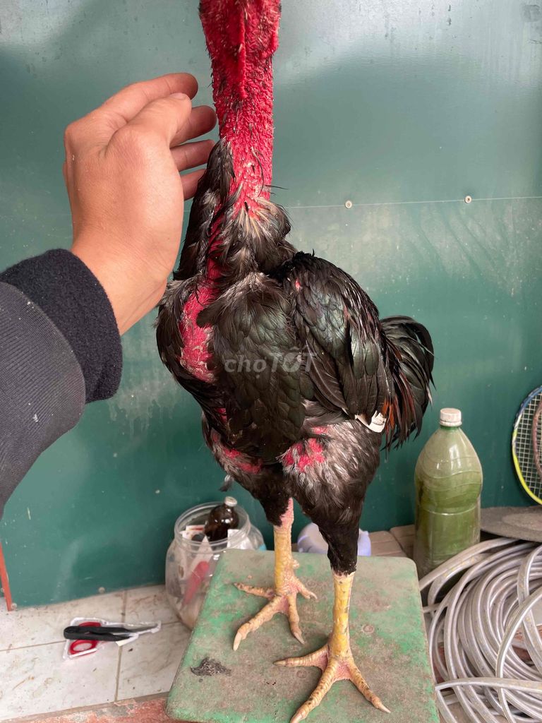 Gà chọi tía chân vàng. Mua bán Gà tại Huyện Gia Lâm Hà Nội được đăng bởi Tuấn Ssang hình 1