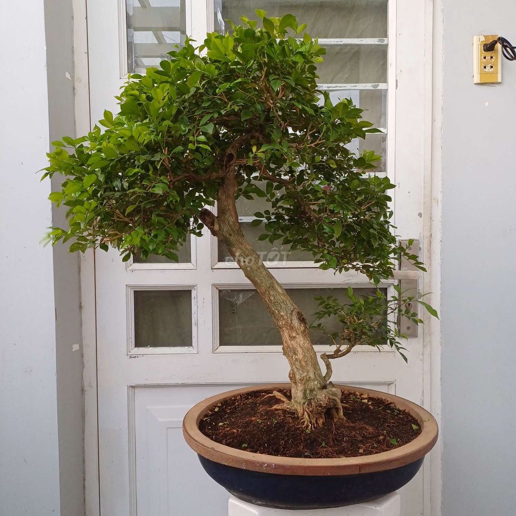 Nguyệt quế Bonsai cao 80, chậu gốm xưa oval 40x50. Mua bán Cây cảnh, đồ trang trí tại Quận Tân Bình Tp Hồ Chí Minh được đăng bởi Bonsai và Chậu xưa hình 1