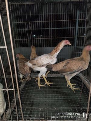Mái tre asil mỹ. Mua bán Gà tại Huyện Củ Chi Tp Hồ Chí Minh được đăng bởi Nguyễn duy