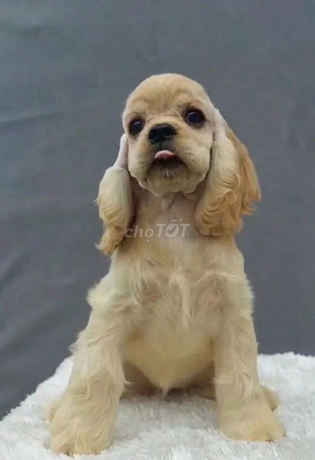 Chó American Cocker Spaniel Cái Vàng kem Nhập khẩu. Mua bán Chó tại Quận 6 Tp Hồ Chí Minh được đăng bởi Daria hình 1