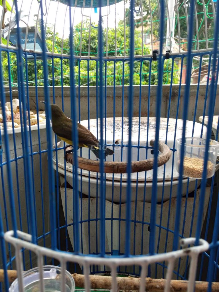 Hút Mật 5 Màu 2 mùa lồng.. Mua bán Chim tại Thành phố Thủ Đức Tp Hồ Chí Minh được đăng bởi Sài Gòn Cu Gáy hình 1