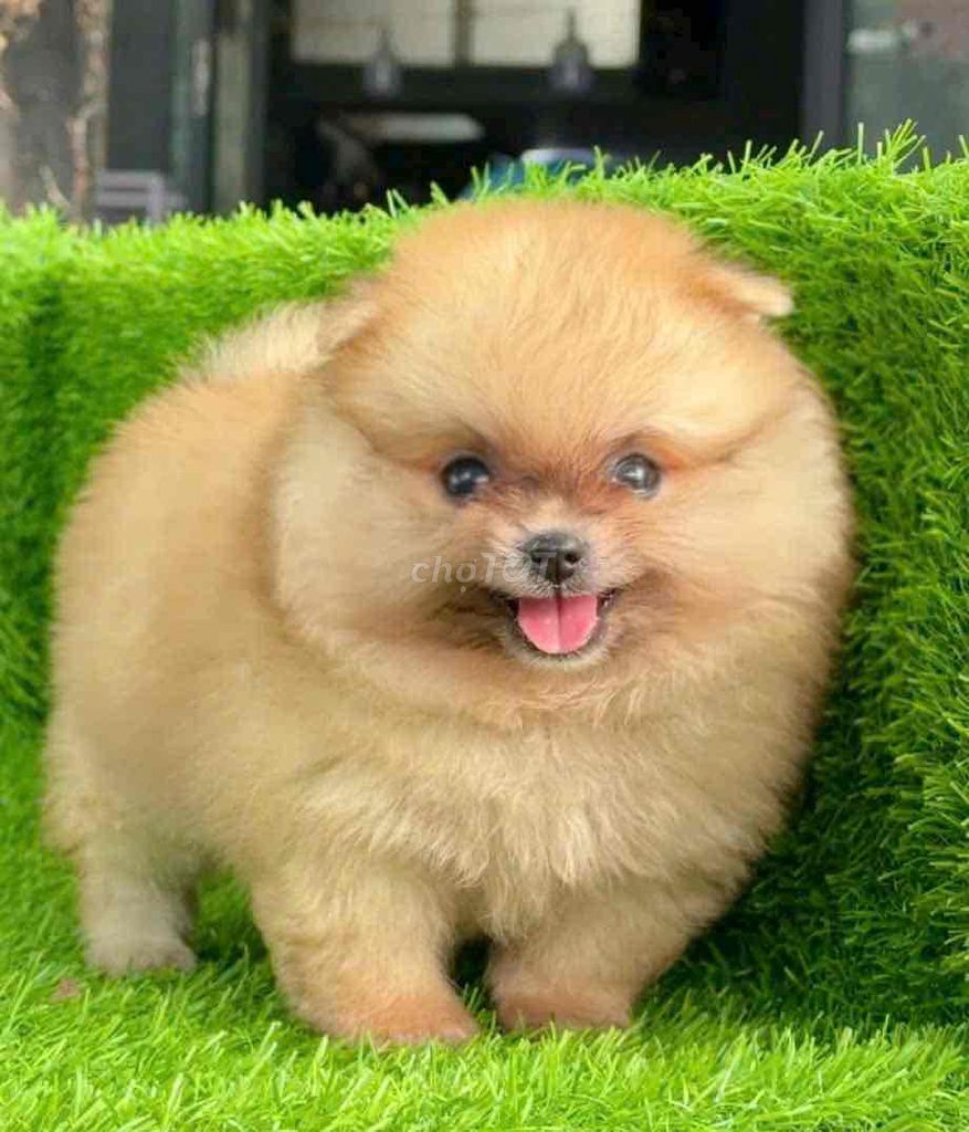Pom mini Cún tại nhà. Mua bán Chó tại Huyện Bình Chánh Tp Hồ Chí Minh được đăng bởi Huỳnh Chân hình 2