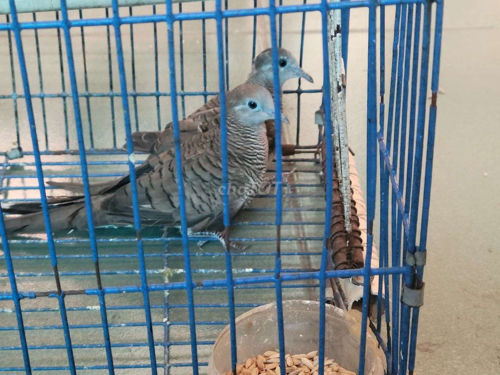 Cặp Chim Cu Vằn Đã Gáy. Mua bán Chim tại Quận 11 Tp Hồ Chí Minh được đăng bởi CanxuDo  hình 1