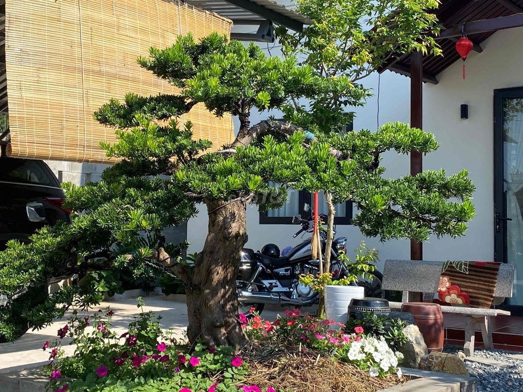 Cây cảnh Tùng La Hán ghép kim cương. Mua bán Cây cảnh, đồ trang trí tại Huyện Cai Lậy Tiền Giang được đăng bởi Văn chiêu Lê hình 1