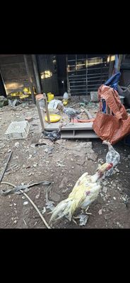 Cần bán bầy gà nhà nuôi. Mua bán Gà tại Quận Sơn Trà Đà Nẵng được đăng bởi Tran Hung