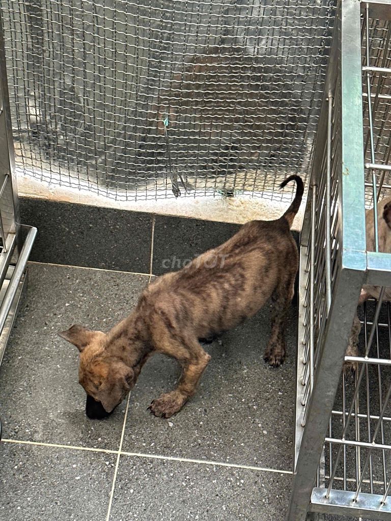 phú quốc vện đã chích ngừa. Mua bán Chó tại Quận 12 Tp Hồ Chí Minh được đăng bởi QB SHOP PETS hình 1