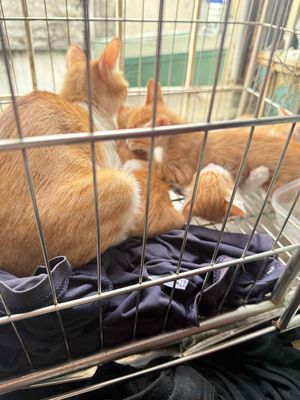 mèo nhà đẻ cần tìm chủ mới ạ