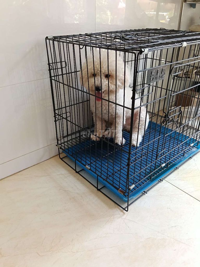 Chó Poodle Trắng. Mua bán Chó tại Quận Bình Tân Tp Hồ Chí Minh được đăng bởi Thảo hình 1