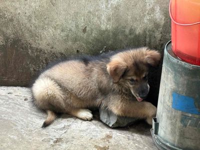 Chó Becgie đực 2 tháng