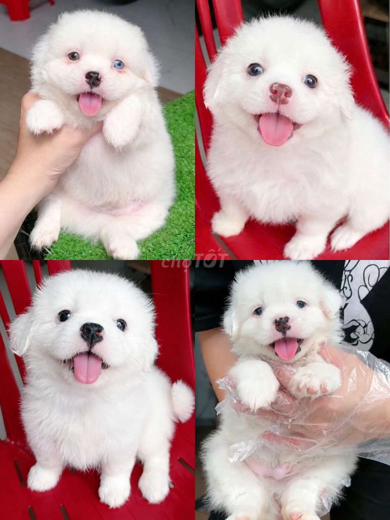 chó Samoyed F1 2 tháng. Mua bán Chó tại Quận Tân Phú Tp Hồ Chí Minh được đăng bởi Minh nguyễn  hình 1