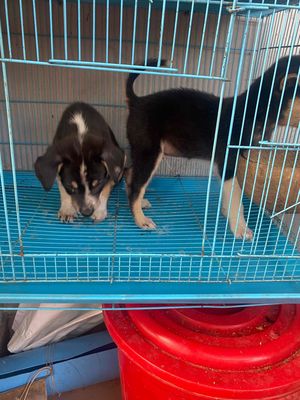 thú cung. Mua bán Thú cưng khác tại Quận 6 Tp Hồ Chí Minh được đăng bởi Leminhhoang