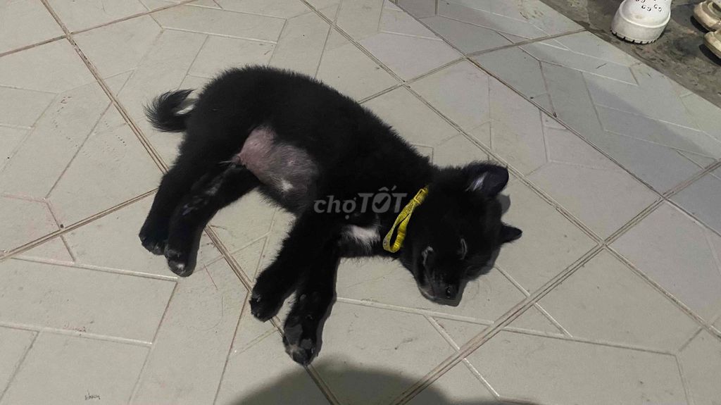 Chó con màu Đen. Mua bán Chó tại Thành phố Vũng Tàu Bà Rịa - Vũng Tàu được đăng bởi PTD hình 1