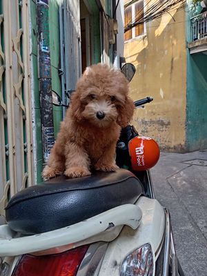 bé đực siêu yêu 1,5 cá ,miễn trả giá. Mua bán Chó tại Quận 1 Tp Hồ Chí Minh được đăng bởi Trang