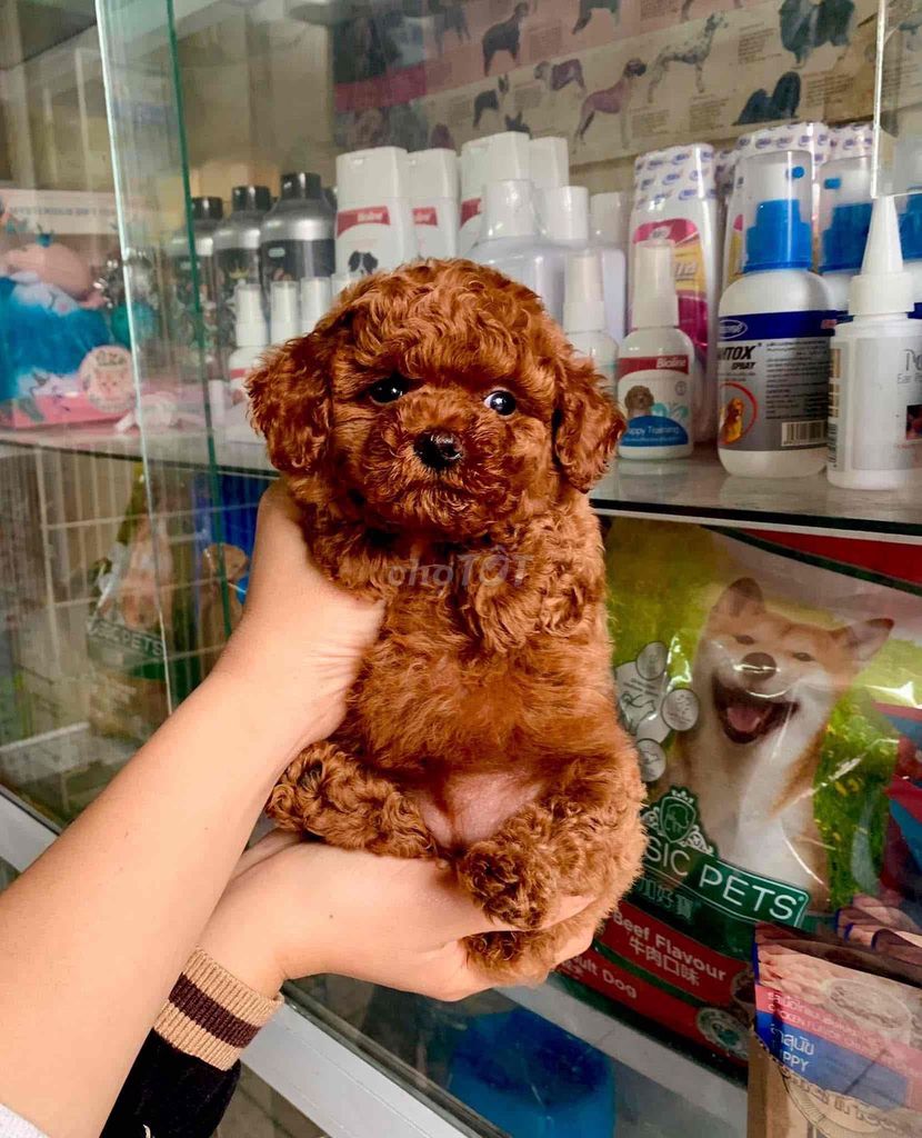 Chó Poodle nâu đỏ, trắng 2 tháng Đực, Cái. Mua bán Chó tại Thành phố Bảo Lộc Lâm Đồng được đăng bởi Nguyễn Thị Huỳnh Mai hình 1