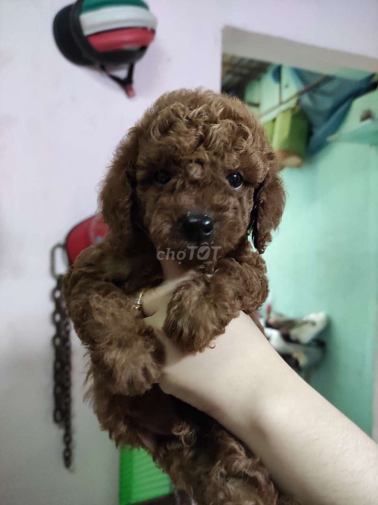 0378193515 - Poodle nâu thuần chủng 45 ngày tuổi