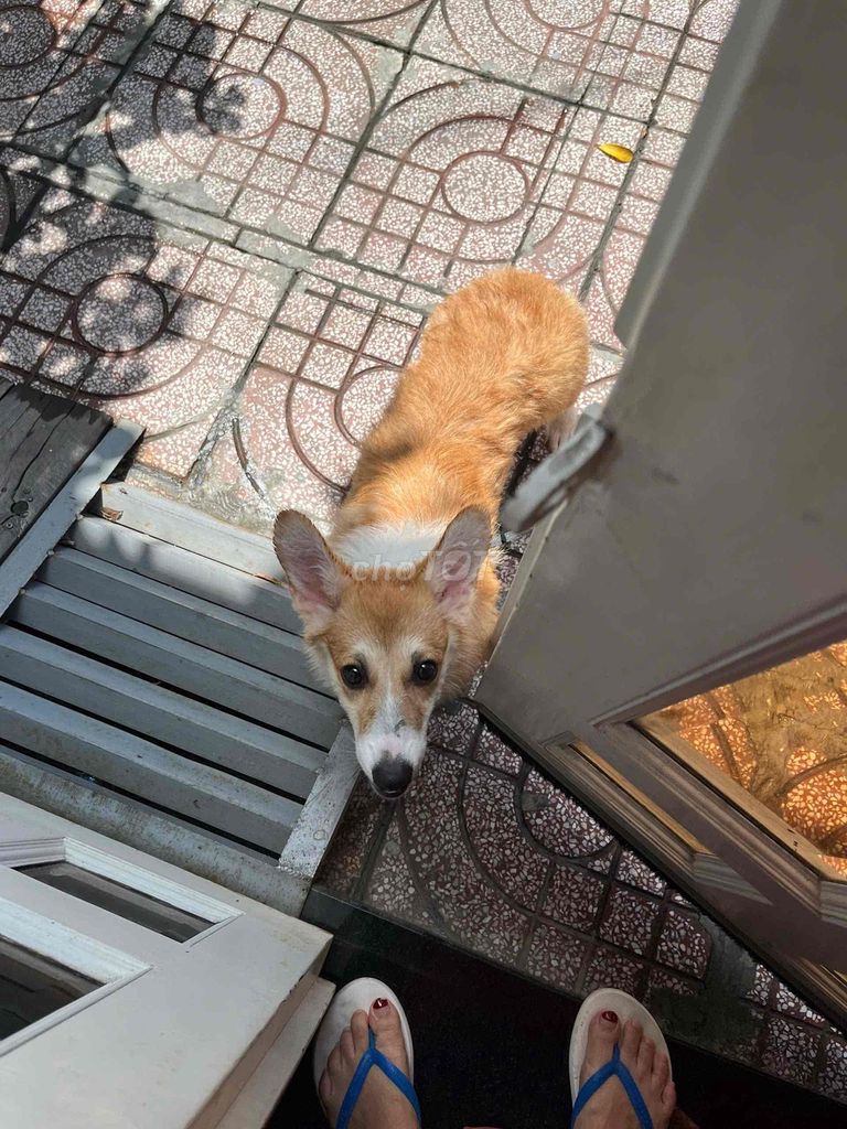 Cần bán corgi cái 🐶dưới 1 năm tuổi. Mua bán Chó tại Thành phố Thuận An Bình Dương được đăng bởi Tùng Nguyễn hình 2