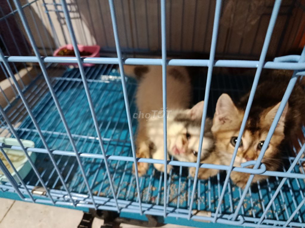 Mèo Munchkin nhiều màu Đực, Cái. Mua bán Mèo tại Thành phố Dĩ An Bình Dương được đăng bởi Ththanhan hình 1