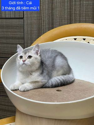 Mèo Anh lông ngắn Tabby 2 tháng - 133794101