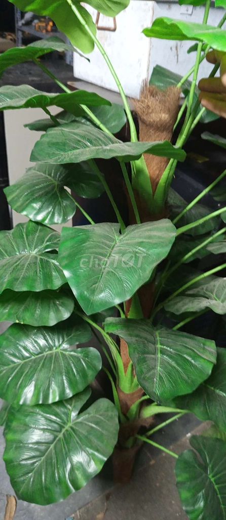 Cây cảnh giả nhựa xanh trang trí. Mua bán Cây cảnh, đồ trang trí tại Quận Bắc Từ Liêm Hà Nội được đăng bởi Tổng Kho Đồ Cũ TDV hình 1