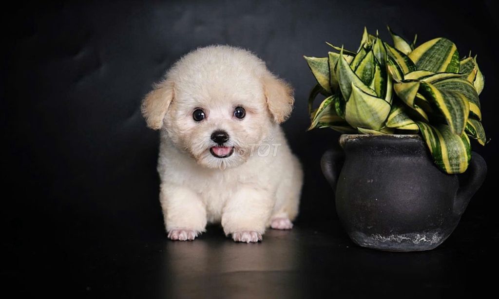 POODLE CHÓ XOĂN SANG CHẢNH. Mua bán Chó tại Quận Hai Bà Trưng Hà Nội được đăng bởi Phùng Khánh Dương hình 5