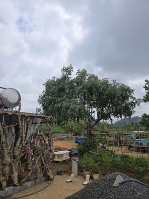 Vườn nhà Phương Hoa