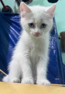 Mèo Anh lông ngắn 2 tháng đã tiêm