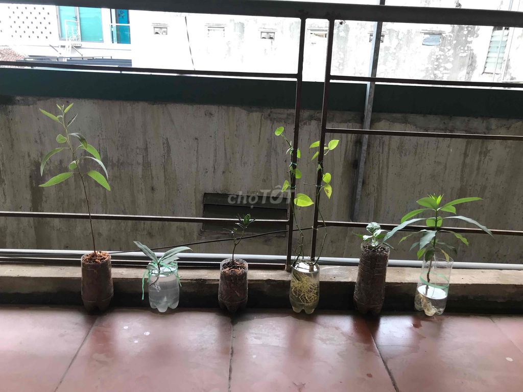 Cây giống bonsai Đa, Đề. Mua bán Cây cảnh, đồ trang trí tại Huyện Thanh Trì Hà Nội được đăng bởi Thích Chánh Niệm hình 1