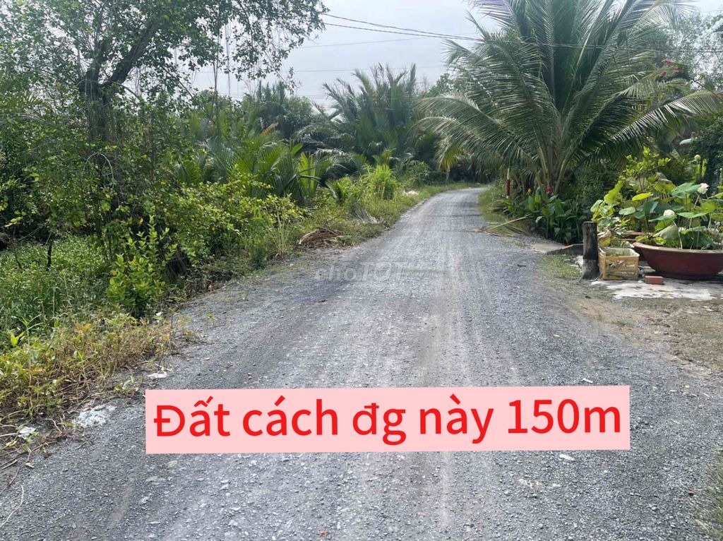 1000m2 vườn đg ô tô đang trồng tắc cách đg Biện Cung 150m