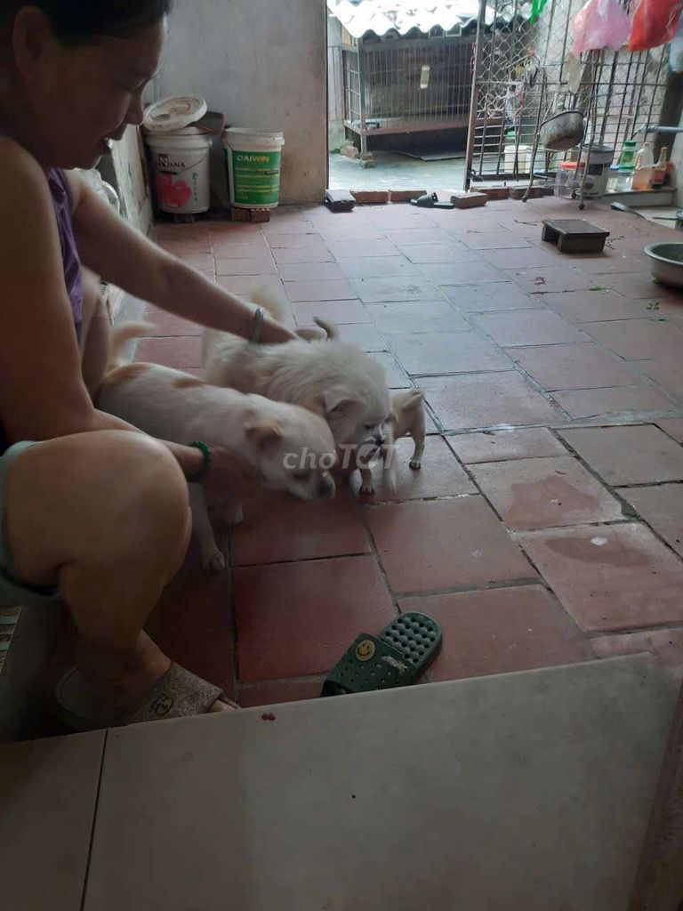 Chó Nhật bố mẹ và con 3 con nhỏ. Mua bán Chó tại Huyện Sóc Sơn Hà Nội được đăng bởi Đặng Doanh hình 1