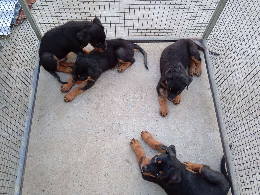 Chó Rottweiler đen vàng. Mua bán Chó tại Thành phố Buôn Ma Thuột Đắk Lắk được đăng bởi Nhân Rottweiler  hình 1