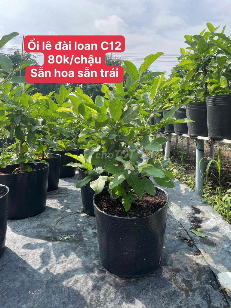 Cây ăn quả Ổi lê Đài Loan Bầu C12 Sẵn HOA SẴN TRÁI. Mua bán Cây cảnh, đồ trang trí tại Huyện Hóc Môn Tp Hồ Chí Minh được đăng bởi Hoàng Bảo Kinz hình 1