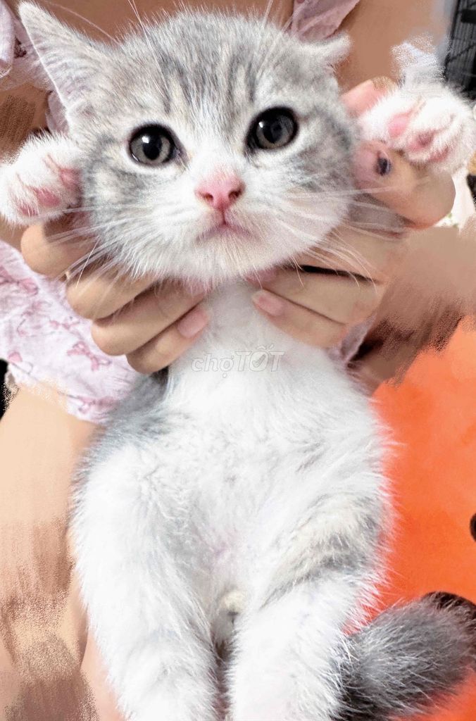 Bé mèo anh lông ngắn bicolor siêu yêuuu. Mua bán Mèo tại Quận Hai Bà Trưng Hà Nội được đăng bởi Linh Tran hình 1