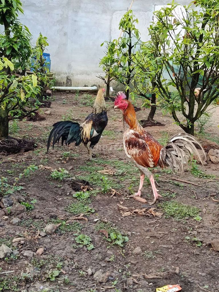 Gà tơ đa sắc 6 tháng. Mua bán Gà tại Huyện Châu Thành Hậu Giang được đăng bởi Vinh Vo hình 1