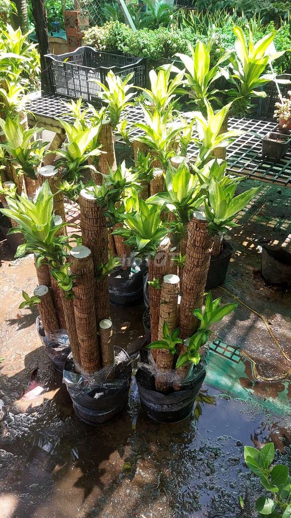 Cây lưỡi hổ. Mua bán Cây cảnh, đồ trang trí tại Quận Gò Vấp Tp Hồ Chí Minh được đăng bởi Tô Kem  hình 6