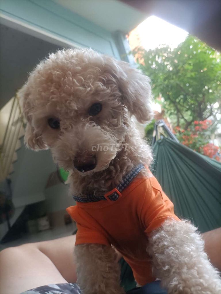 Chó Poodle 1 tuổi đã tiêm. Mua bán Chó tại Huyện Nhà Bè Tp Hồ Chí Minh được đăng bởi Phi Phạm hình 1