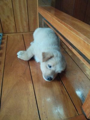 Pass lại chú chó con lai cực yêu cho ai có nhu cầu. Mua bán Chó tại Quận Hải An Hải Phòng được đăng bởi Phan Thị Hậu