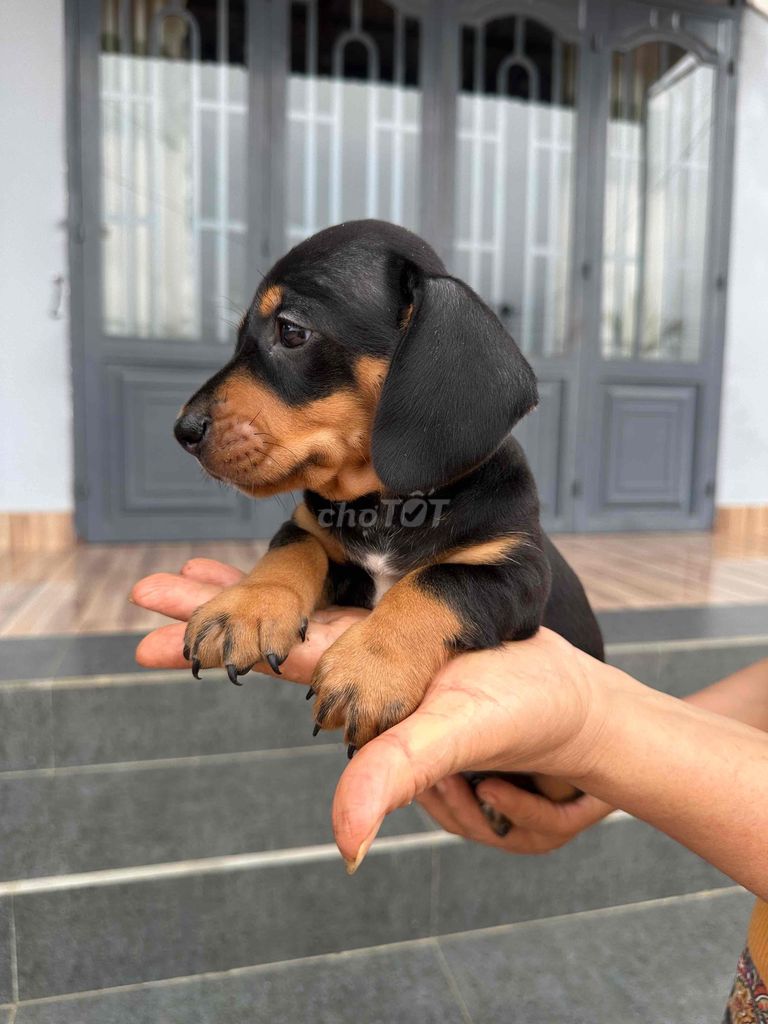 Chó Lạp xưởng đen vàng 2 tháng đã tiêm. Mua bán Chó tại Huyện Di Linh Lâm Đồng được đăng bởi Hưng hình 1