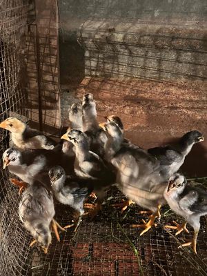 bán gà đòn con. Mua bán Gà tại Thị xã Tân Uyên Bình Dương được đăng bởi Thanh Đại