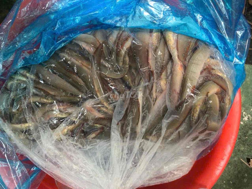 Cá Trạch Kim Sale Nhanh còn 7Kg