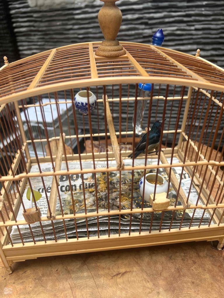 om xanh cổ đỏ. Mua bán Chim tại Quận Tân Bình Tp Hồ Chí Minh được đăng bởi Cao Phong hình 3