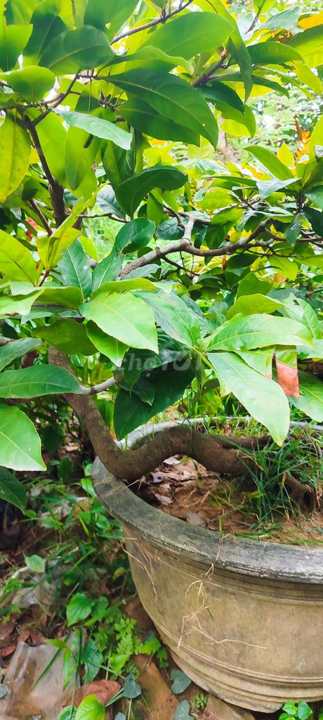 Cây cảnh Xanh lá. Mua bán Cây cảnh, đồ trang trí tại Huyện Phú Vang Thừa Thiên Huế được đăng bởi Hiển Đặng hình 1