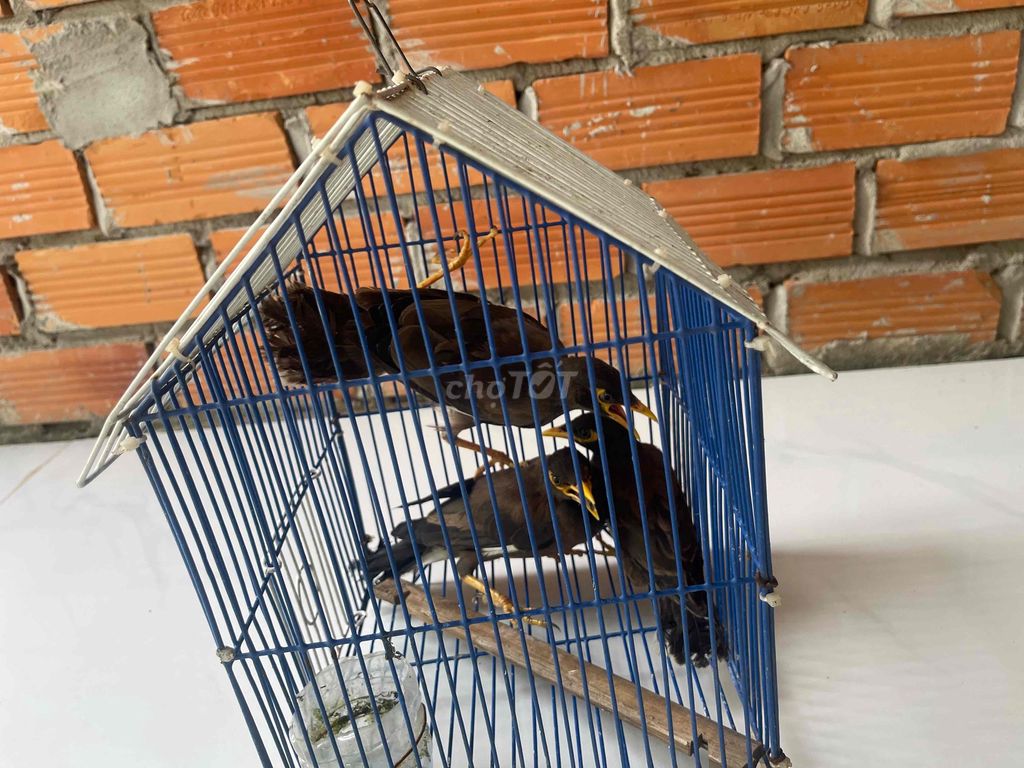 Chim sáo Đen 3 con. Mua bán Chim tại Huyện Vũng Liêm Vĩnh Long được đăng bởi zumyzu hình 1