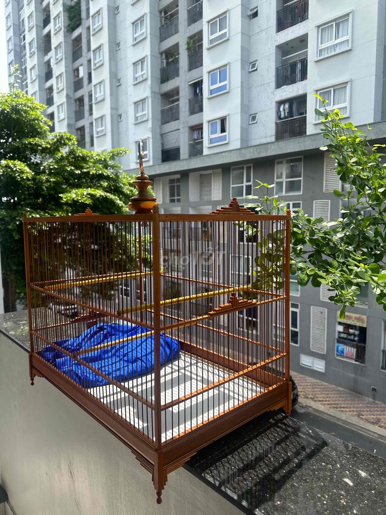 lực 60 cho chào mào