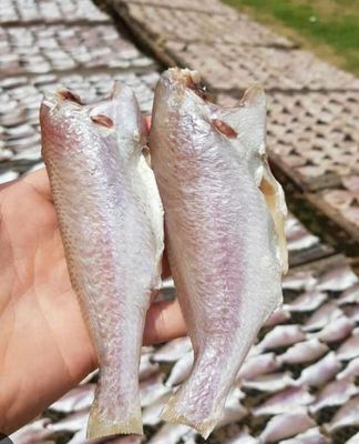 Khô cá lù đù 1 nắng.. Mua bán Đồ ăn, thực phẩm và các loại khác tại Quận 8 Tp Hồ Chí Minh được đăng bởi Nguyệt