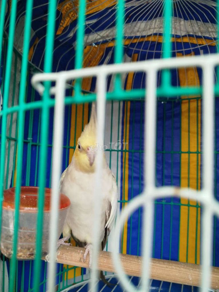 Vẹt Cockatiel Trắng Vàng. Mua bán Chim tại Thành phố Biên Hòa Đồng Nai được đăng bởi Nguyễn Sơn hình 1