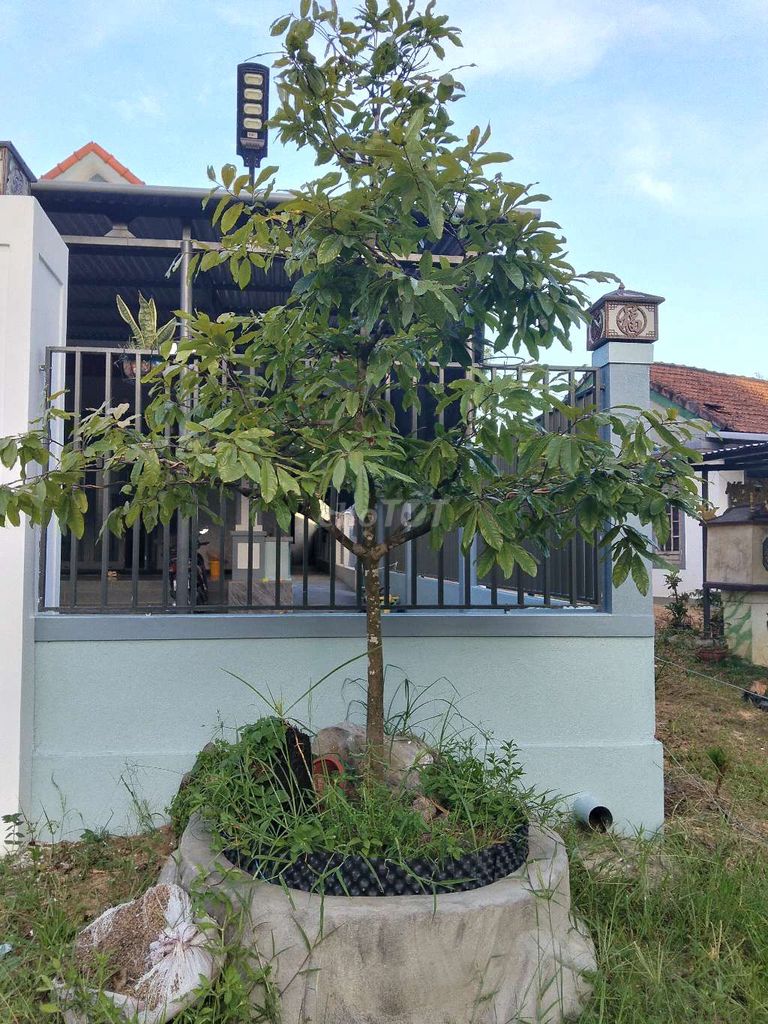 không có thời gian chăm e cần bán cây mai như hình. Mua bán Cây cảnh, đồ trang trí tại Thị xã Hương Thủy Thừa Thiên Huế được đăng bởi Trương Văn Bình hình 1