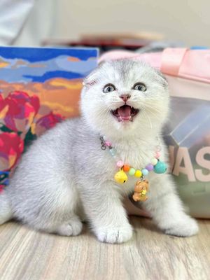 Mèo anh lông ngắn tai cụp giá từ 2.5 cá. Mua bán Mèo tại Quận 1 Tp Hồ Chí Minh được đăng bởi Như Ý