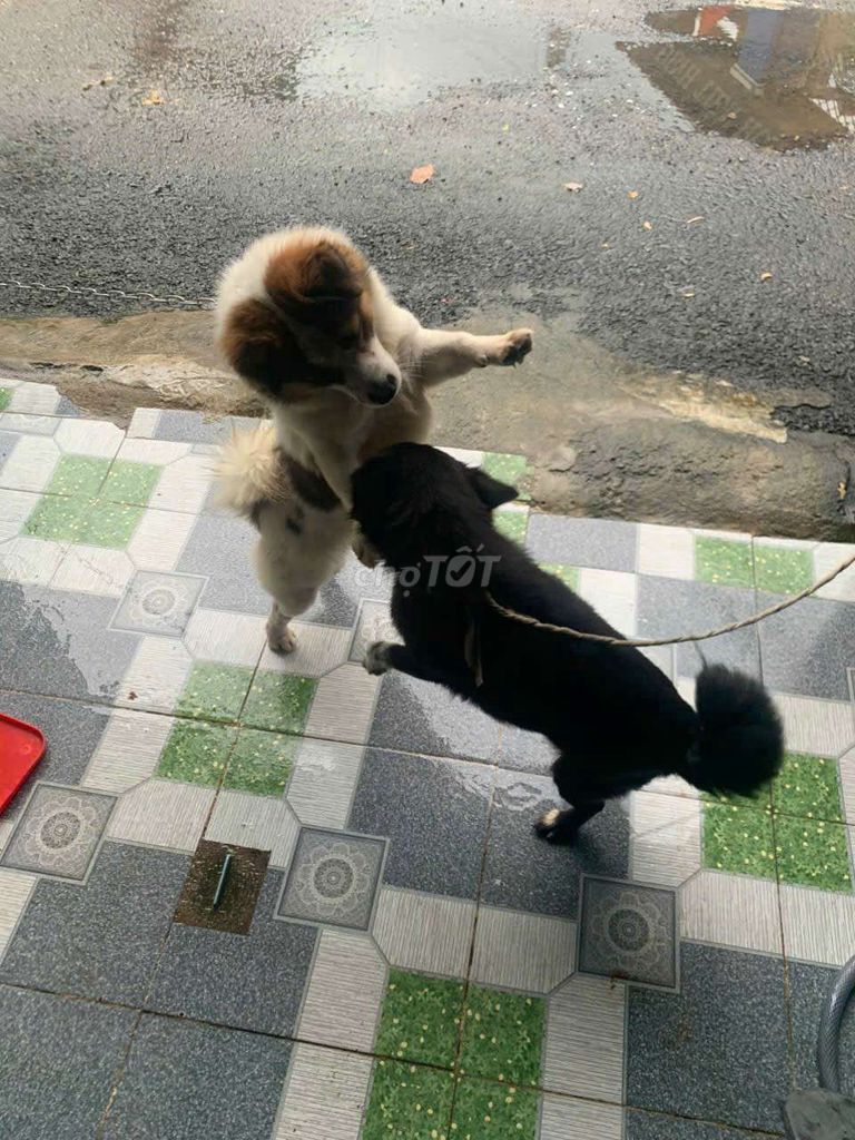 Chó lai nhật. Mua bán Chó tại Thành phố Dĩ An Bình Dương được đăng bởi Duong hình 3