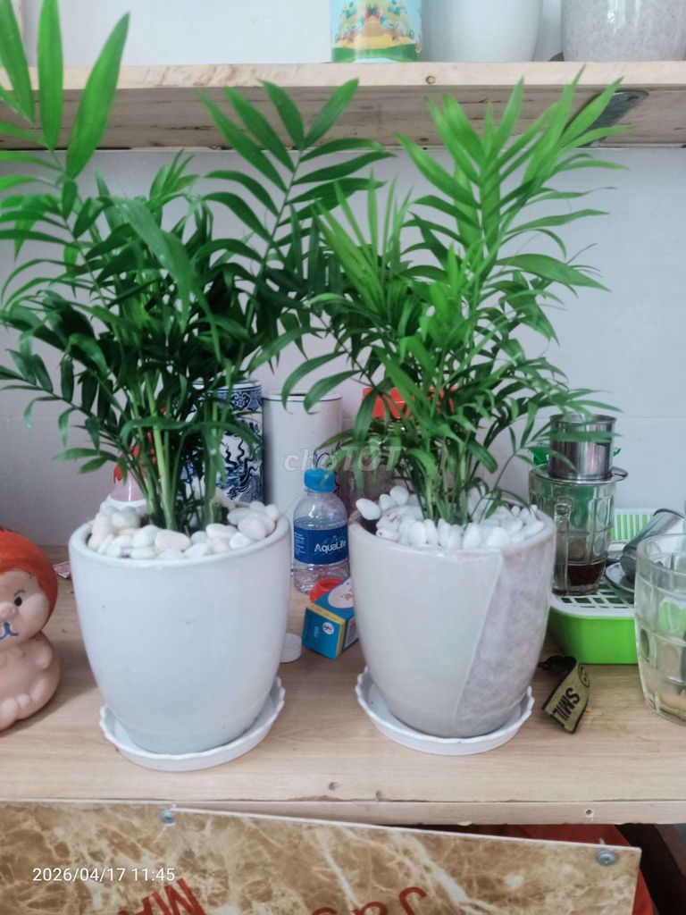 Cây cảnh Cau tiểu trâm. Mua bán Cây cảnh, đồ trang trí tại Quận Gò Vấp Tp Hồ Chí Minh được đăng bởi Loc Nguyen hình 1